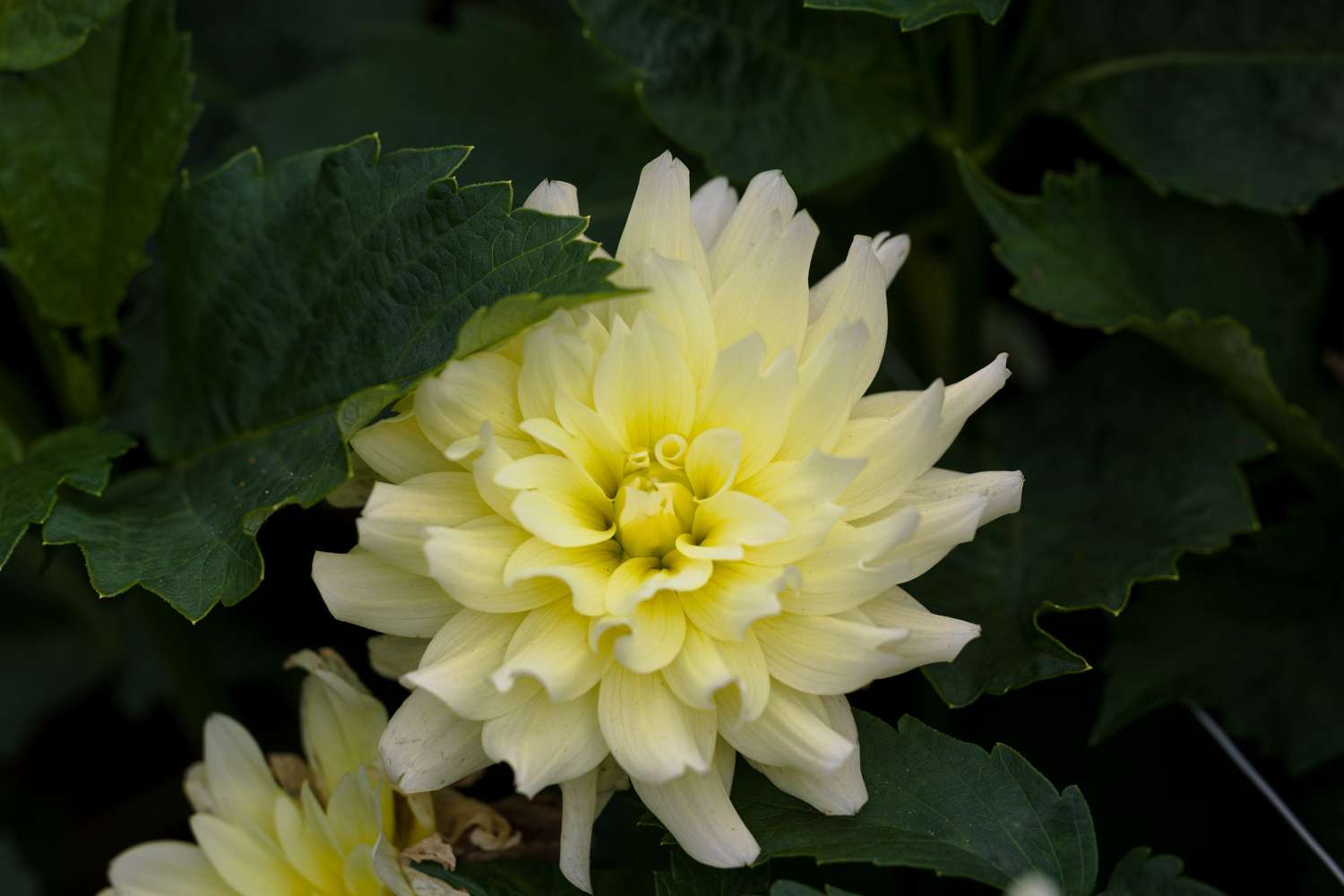 Dahlia 'Berliner Lemon'